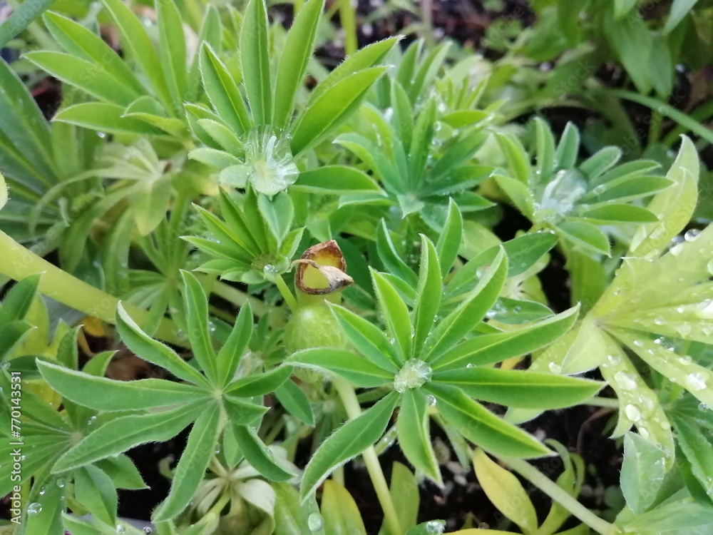 Obraz premium 水玉