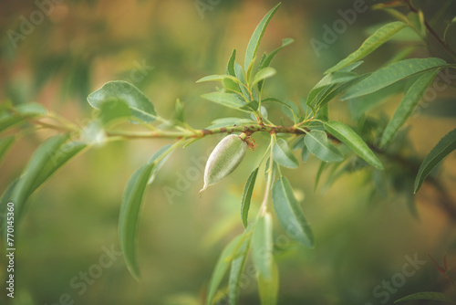 Almond tree branch with green almond fruit in Greece at sunset. Close up of almond nuts. Background