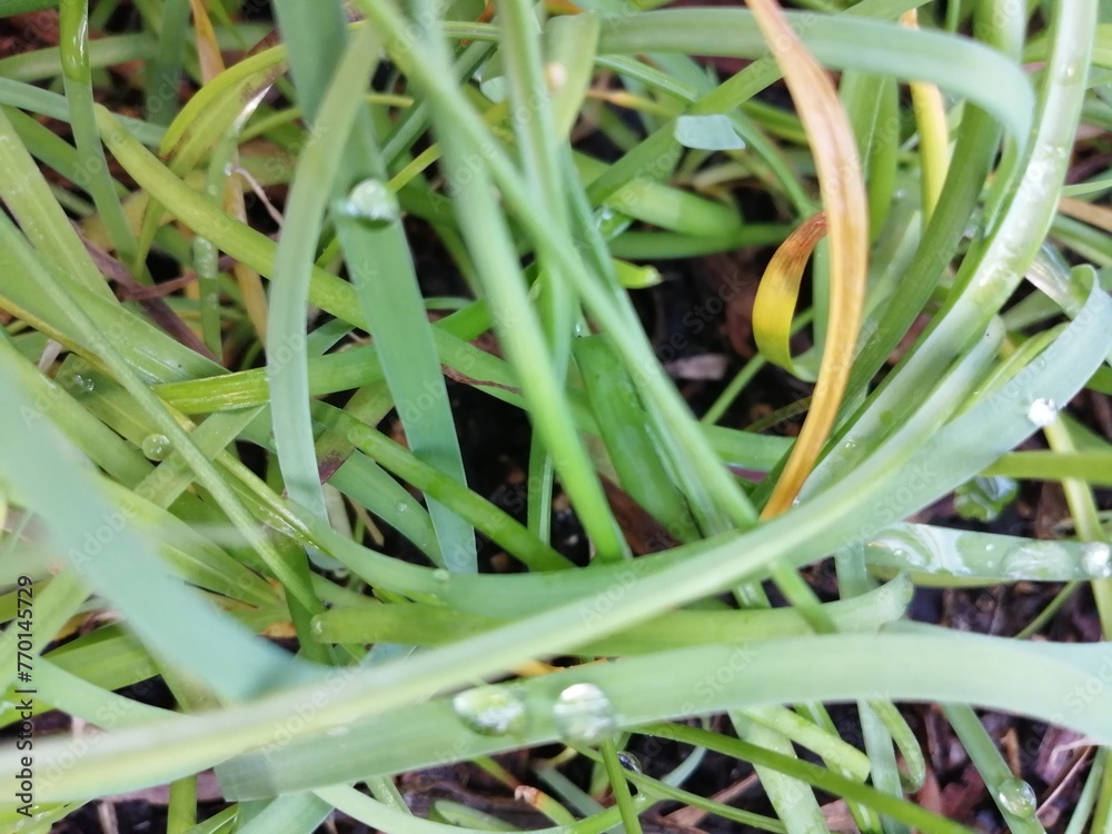 Obraz premium 水玉