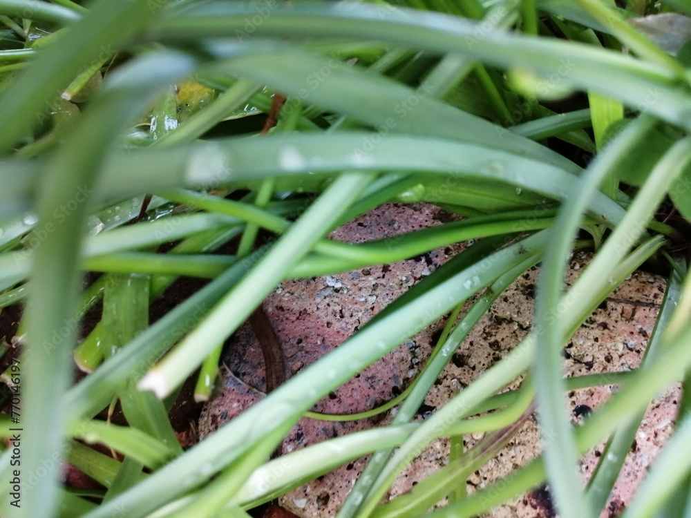 Obraz premium 水玉