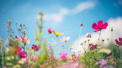 Vibrant field of colorful wild flowers © PD