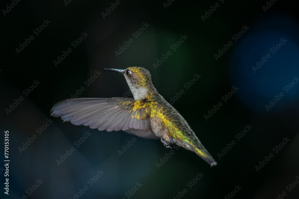 Fototapeta premium beautiful gold and green hummingbird flying in the air flapping it's wings extremely fast