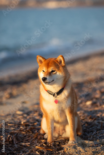Portrait of cute Red shiba inu dog is walking at the seaside during the sunset in Greece.