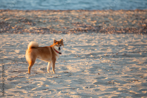 cute Red shiba inu dog is standing at the seaside during the sunset in Greece.