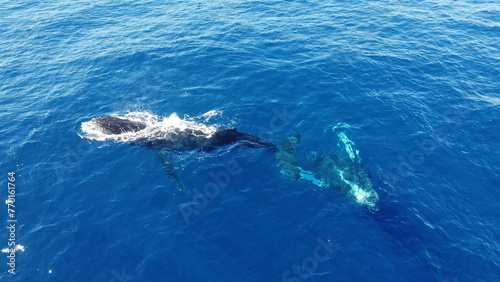 Whales swimming in the ocean, photos taken via drone