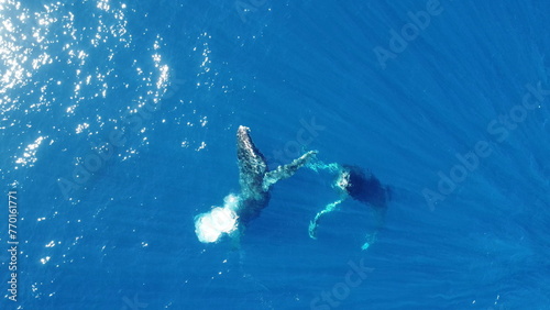 Whales swimming in the ocean  photos taken via drone