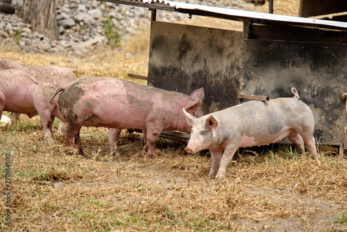 Pigs by a feeding trough on a farm outside of Cotacachi, Ecuador