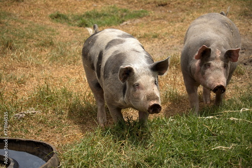 Pigs on a farm outside of Cotacachi, Ecuador