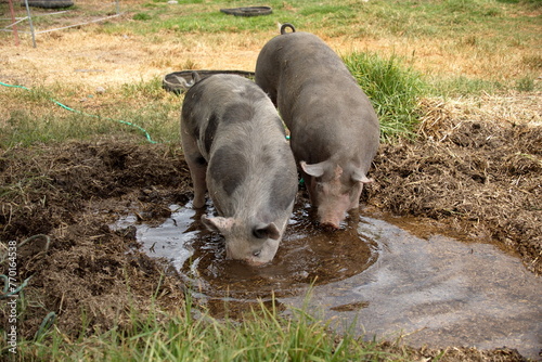 Pigs drinking from a wallow on a farm outside of Cotacachi, Ecuador