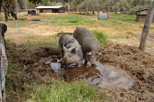 Pigs drinking from a wallow on a farm outside of Cotacachi, Ecuador