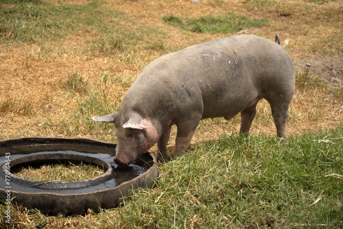 Pig drinking from a watering trough on a farm outside of Cotacachi, Ecuador