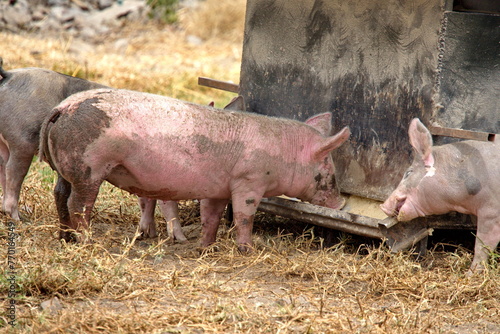 Pigs feeding from a trough on a farm outside of Cotacachi, Ecuador
