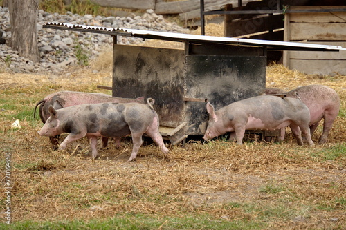 Pigs feeding from a trough on a farm outside of Cotacachi, Ecuador