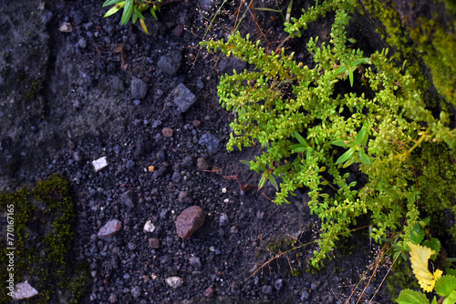 moss on the ground