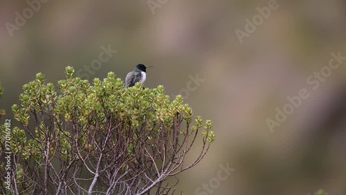 Ecuadorian hillstar or Chimborazo hillstar (Oreotrochilus chimborazo) is a species of hummingbird. It is native to the Andes of Ecuador and extreme southern Colombia photo