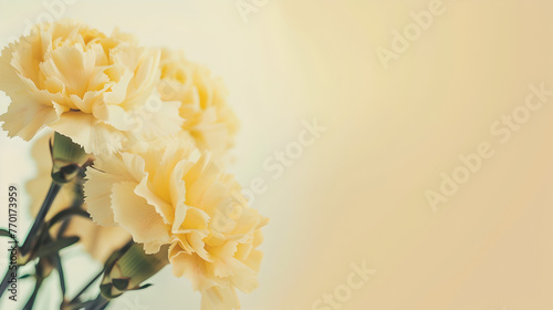 foto of white, light yellow carnation blossoms on side of pastel colored light cream background with copy space. © Jakob