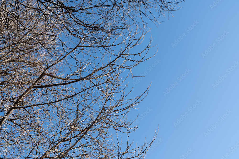 early spring branches against blue sky