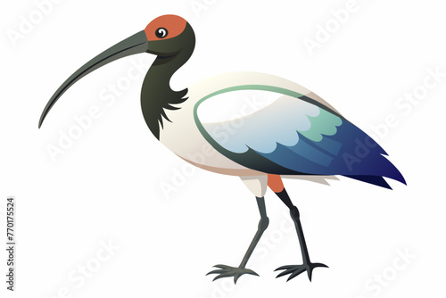 Black-headed ibis vector with white background. photo