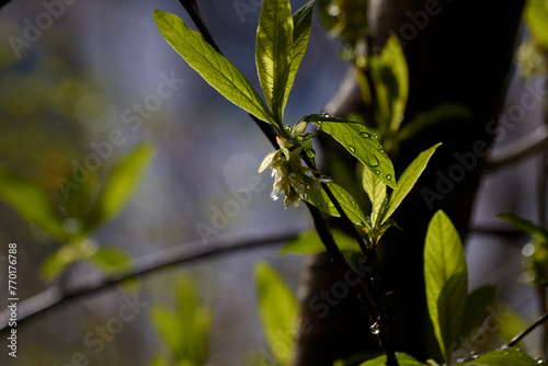 Water Droplets and Osoberry Spring Plant
