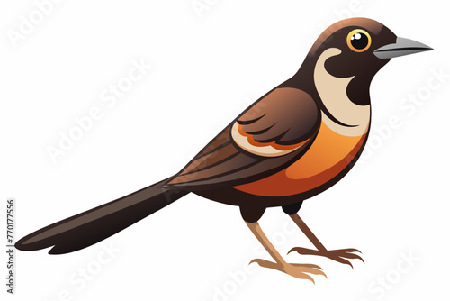 Bulbul vector with white background.