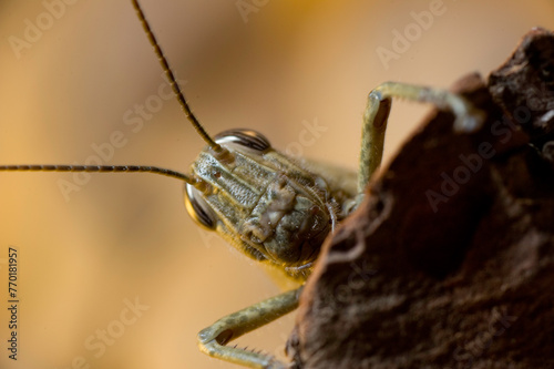 close up of a grasshopper, Anacridium aegyptium, the Egyptian grasshopper or Egyptian locust, belongs to the subfamily Cyrtacanthacridinae. Sassari, Baratz Lake, Alghero, Sardinia, Italy