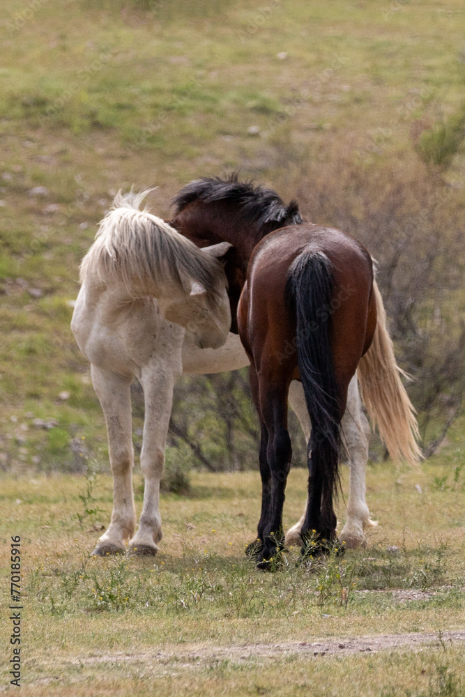 White and bay wild horse stallions facing off before fighting in the Salt River area near Scottsdale Arizona United States White and bay wild horse stallions facing off before fighting in the Salt River area near Scottsdale Arizona United States