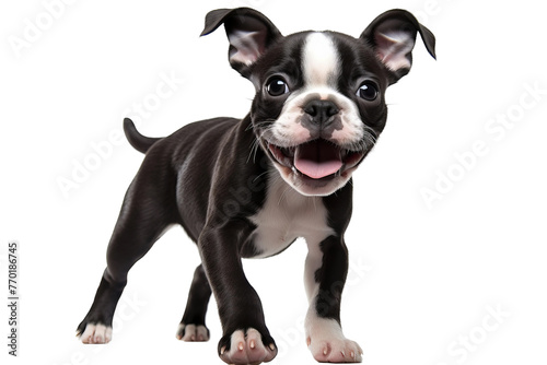 Beautiful playful Boston Terrier puppy isolated on white background © JPG Forest