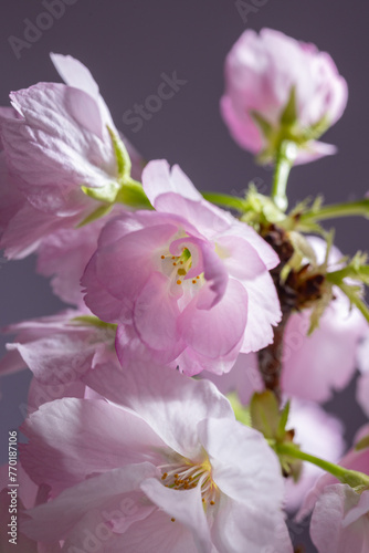 桜　sakura cherry blossoms