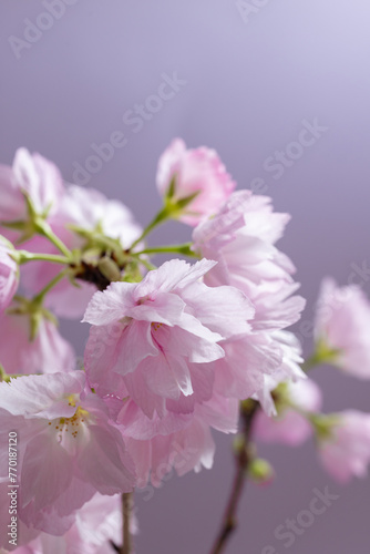 桜　sakura cherry blossoms