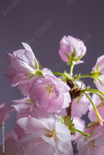 桜　sakura cherry blossoms
