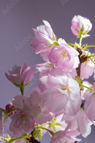 桜　sakura cherry blossoms