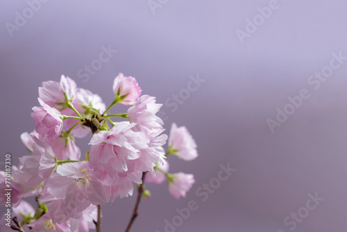 桜　sakura cherry blossoms