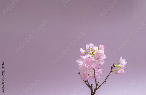桜　sakura cherry blossoms