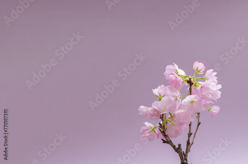 桜　sakura cherry blossoms
