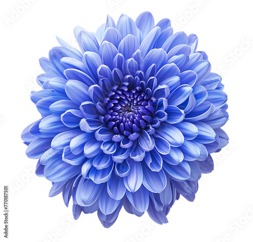 A gorgeous blue chrysanthemum flower against a white backdrop.        © Zain