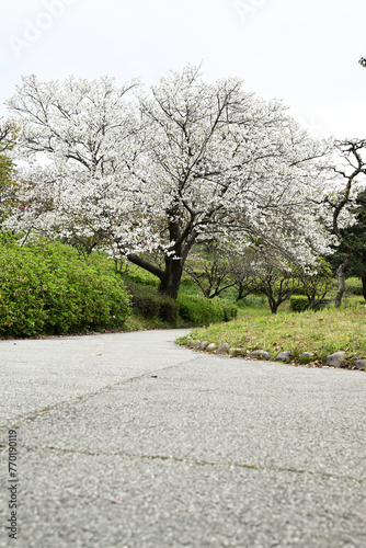 満開に咲いた大島桜の春