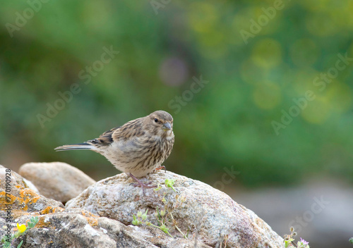 Linnet Carduelis cannabina on a rock, Alghero, Sardinia, Italy.
