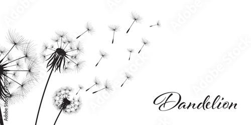 Vector illustration dandelion time. Black Dandelion seeds blowing in the wind. The wind inflates a dandelion isolated on a white background.