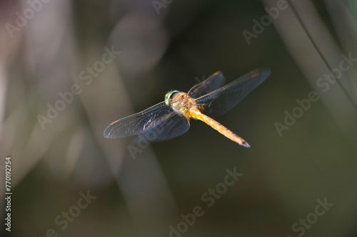 close up of flying dragonfly, (Aeshna isosceles), Platamona Pond, Sassari, Sardinia, Italy.