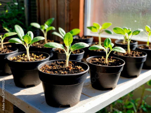 Planting seedlings for your home garden