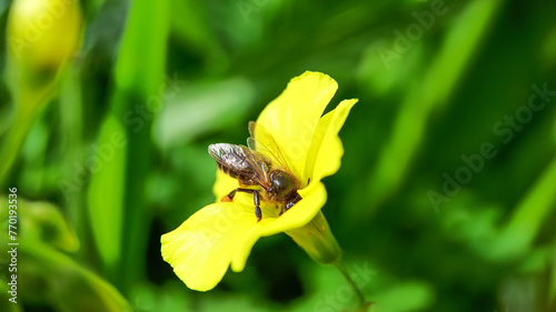 A bee collecting nectar from flowers