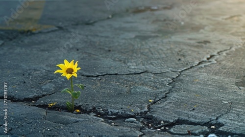 A solitary flower blooms from a small crack in the pavement its bright yellow petals a cheerful beacon in an otherwise gloomy cityscape.