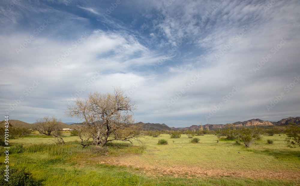 Desert landscape in the Sonoran Arizona desert near Mesa Arizona United States Desert landscape in the Sonoran Arizona desert near Mesa Arizona United States
