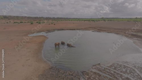 Elephants swimming in a pool of muddy water drone shot photo