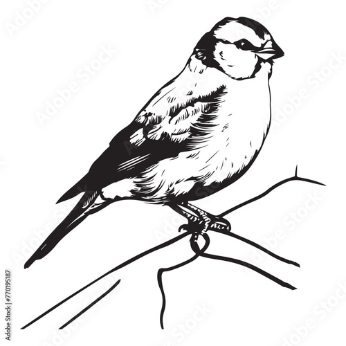 birds black and white vector illustration silhouette