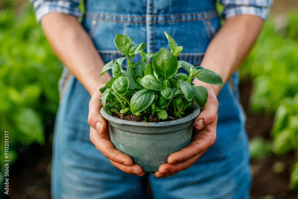 Woman in Denim Overalls Holding Lush Green Potted Basil Plant in a Garden Setting Woman in Denim Overalls Holding Lush Green Potted Basil Plant in a Garden Setting