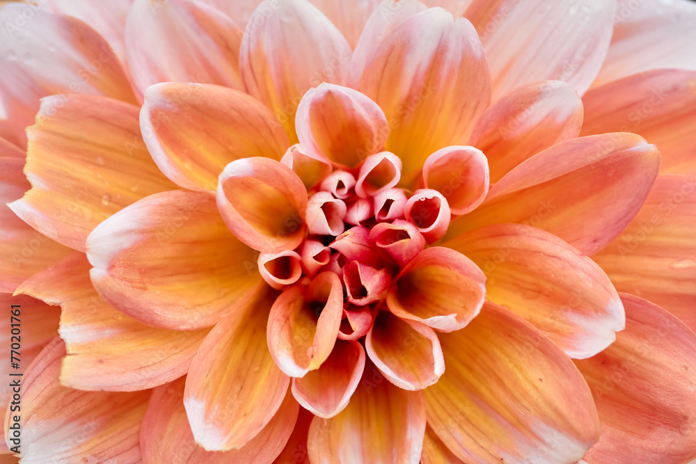 Dazzling Dahlia Flower Petals