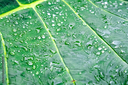 Folha de arvore com gotas de agua da chuva photo