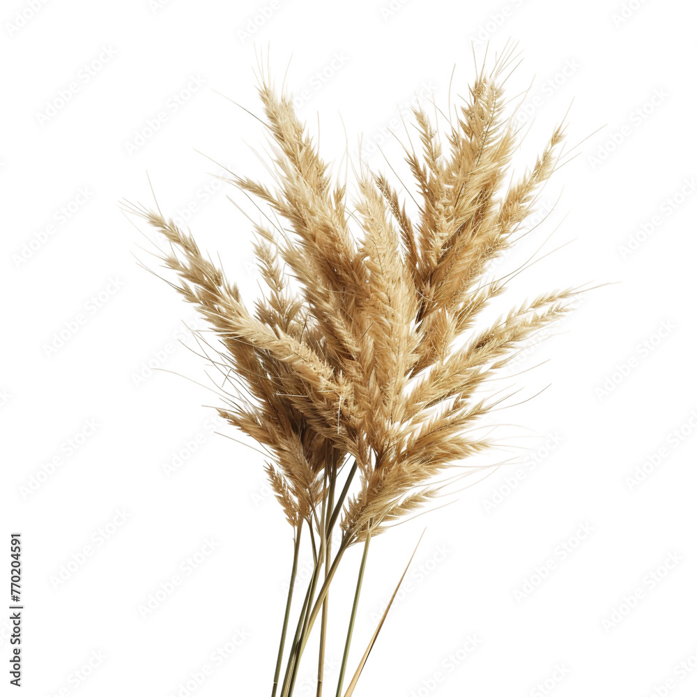 Beautiful Bani Bissap Breeze isolated on white background Beautiful Bani Bissap Breeze isolated on white background