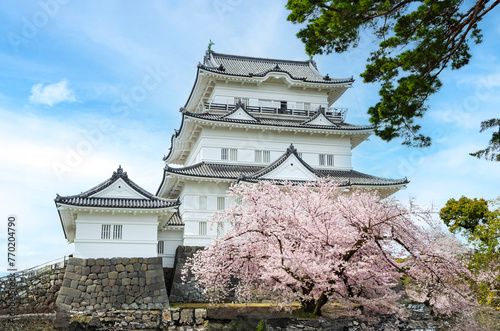 小田原城址公園の桜
